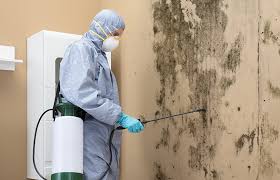 Best Crawl Space Mold Remediation  in USA